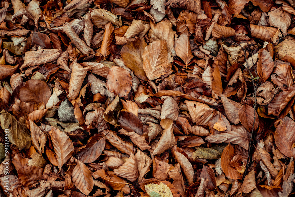 dried leaves walking in the forest dried leaves walking in the forest