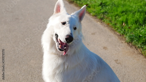 Weißer Schäferhund (Berger Blanc Suisse) Finlay schaut ein wenig verrückt während er in der Sonne steht im Herbst photo