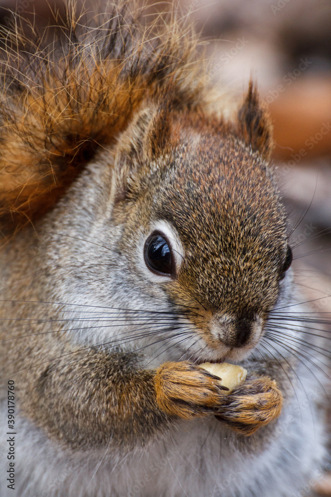 squirrel in the park