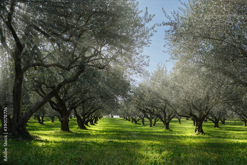 Obraz premium The rays of the sun through the trees. Traditional plantation of olive trees in Italy. Trees in a row. Ripe olive plantations. Plantation of vegetable trees. Olive tree plantation.