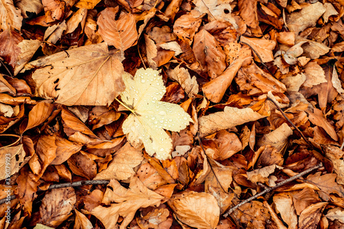 dried leaves walking in the forest