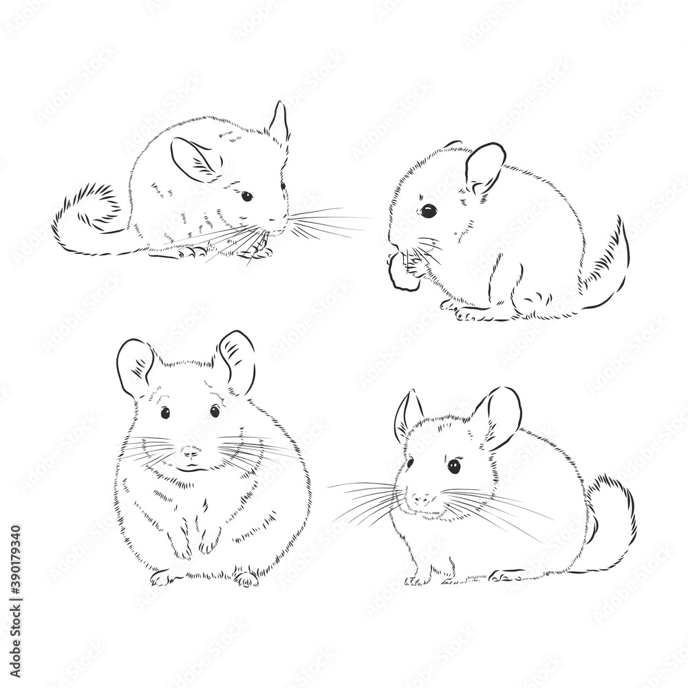Chinchilla dog sketch style vector illustration. chinchilla animal vector sketch illustration