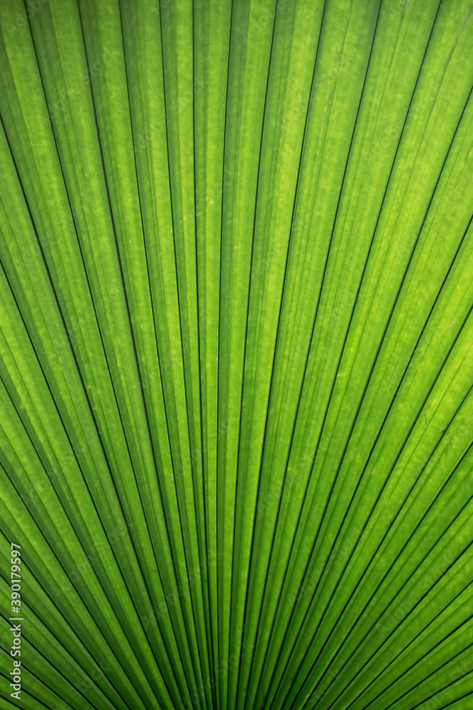 Obraz premium Light green palm leaves with stripes background