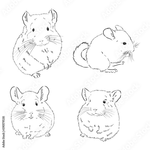 Chinchilla dog sketch style vector illustration. chinchilla animal vector sketch illustration