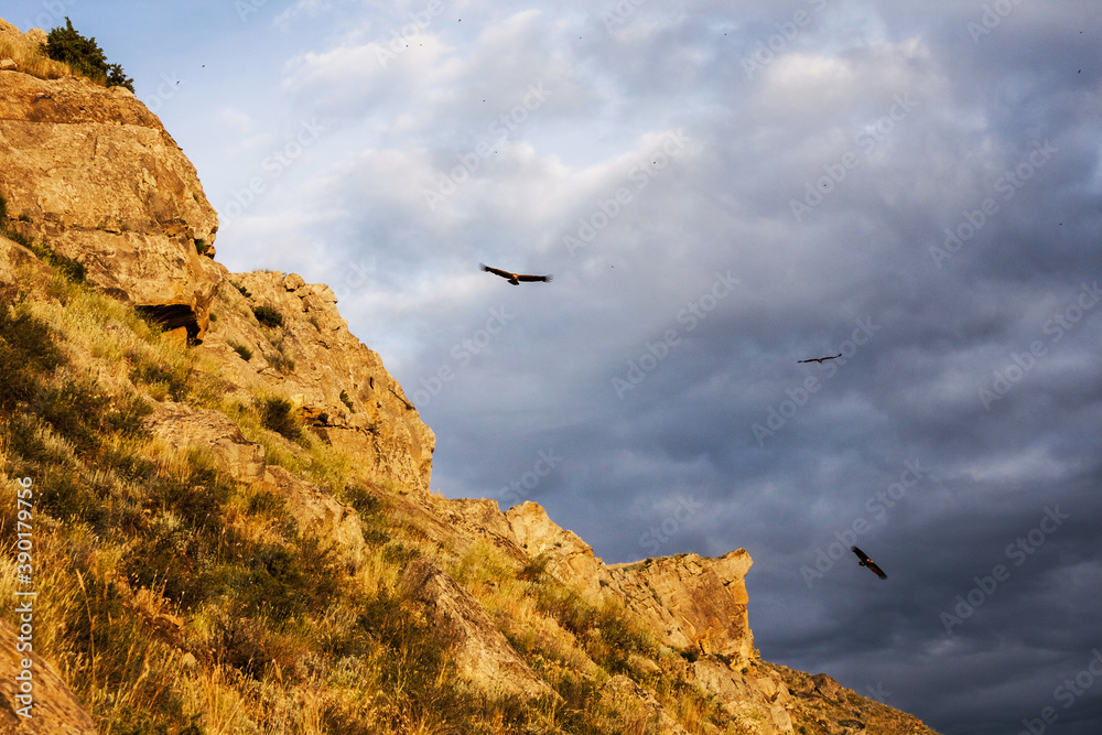 Eagles in Dagestan nature reserve Eagles in Dagestan nature reserve