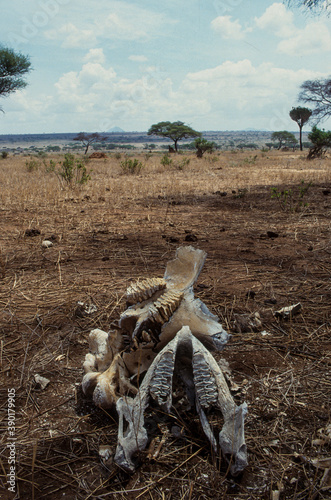 Fototapeta Naklejka Na Ścianę i Meble -  Eléphant d'Afrique, tué par des braconniers, Loxodonta africana, Réserve du Selous, Tanzanie