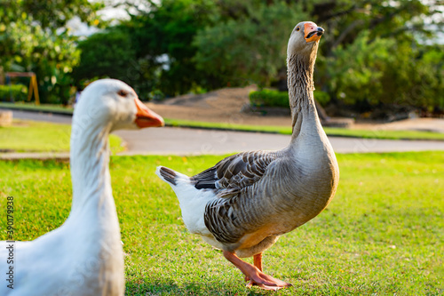 Ganso macho sendo observado por ganso fêmea