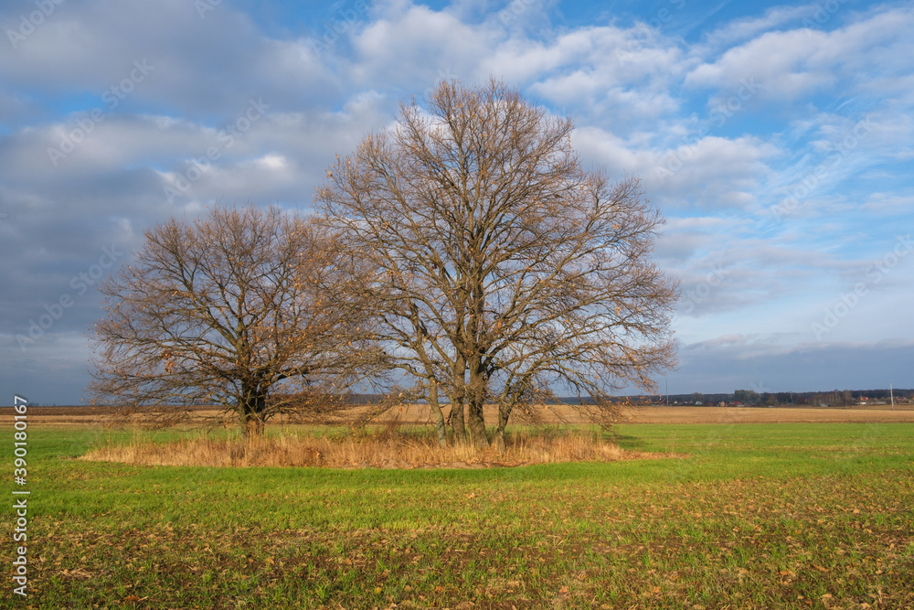 beautiful autumn landscape with a view of an oak tree with yellow foliage in a green field in the morning