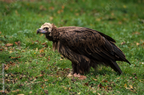 Vautour moine,.Aegypius monachus, Cinereous Vulture