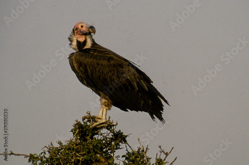 Fotografie Vautour oricou,.Torgos tracheliotos,  Lappet faced Vulture