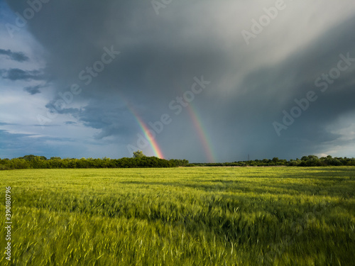 Double bright colorful rainbow in front of gloomy ominous clouds above an agricultural field planted with sunlit wheat during a windy summer evening
