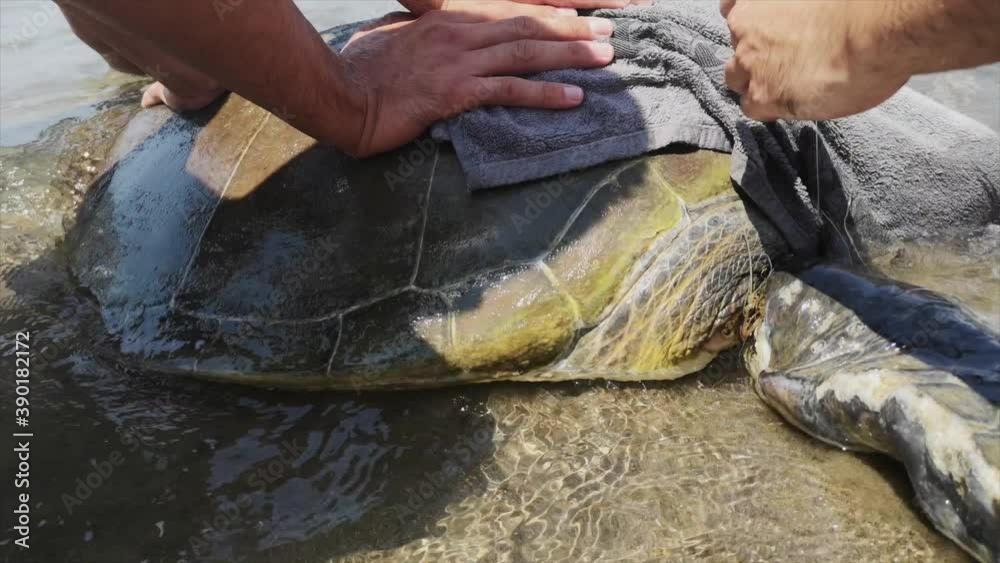 Sea Turtle Rescue On a Beach