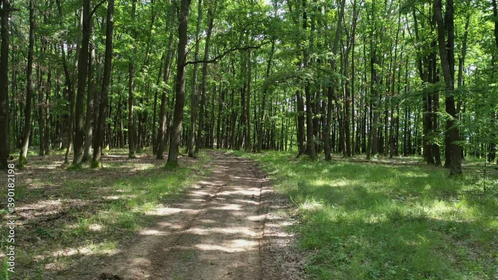 The sun casts its beautiful rays into the fresh green forest