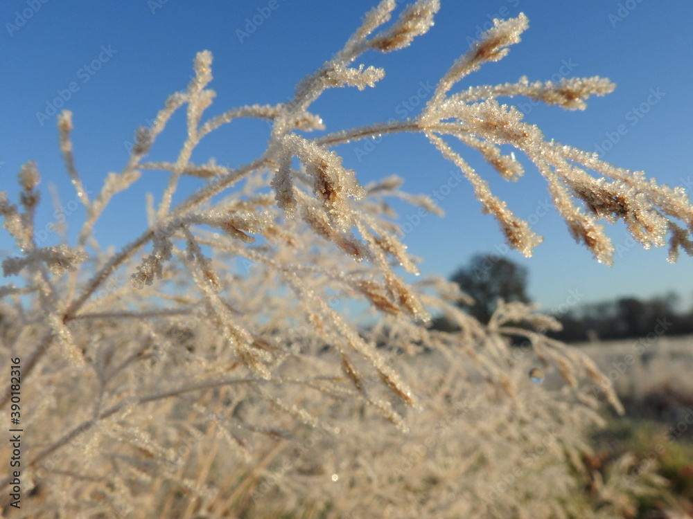 The grass is covered with frost