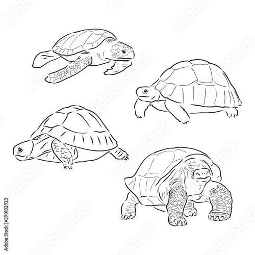 turtle line art coloring book illustration. turtle animal vector sketch illustration