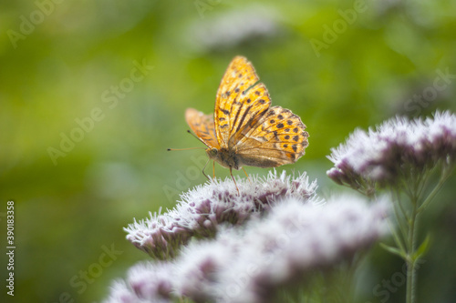 Closeup shot of a big orange butterfly on a flower