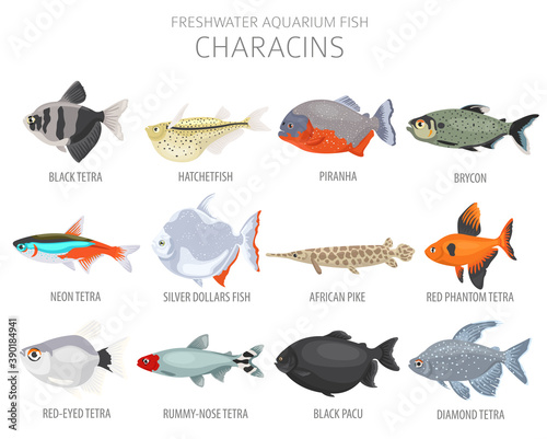 Characins fish. Freshwater aquarium fish icon set flat style isolated on white