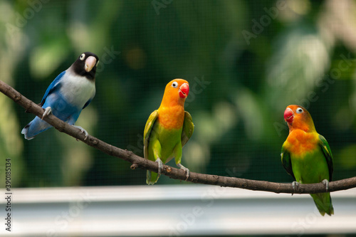 pair of parrots