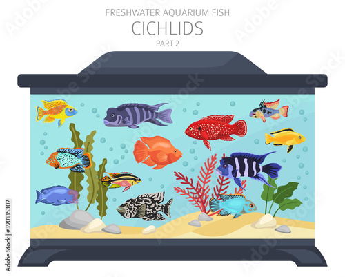 Cichlids fish. Freshwater aquarium fish icon set flat style isolated on white photo