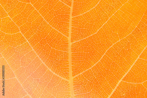 close up of a leaf, orange abstract