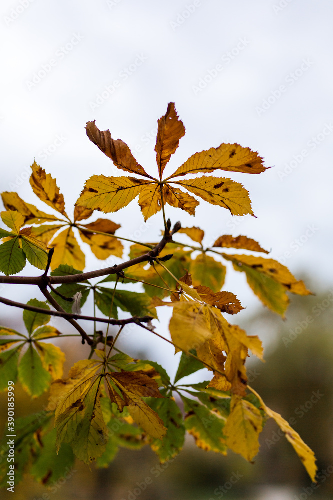 Kastanienblätter im Herbst