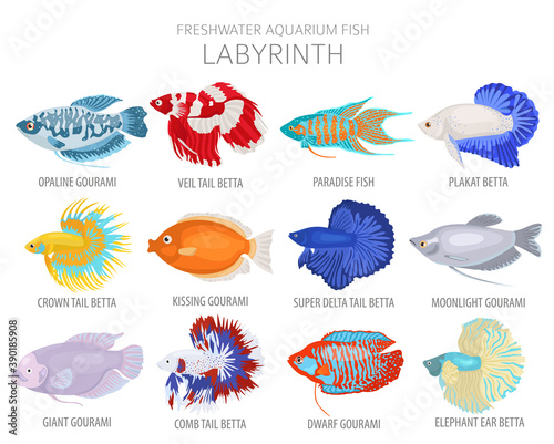 Labyrinth fish. Freshwater aquarium fish icon set flat style isolated on white