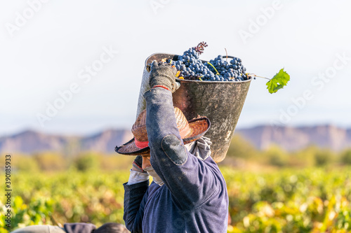 Vines and harvesters with baskets carrying freshly cut grapes