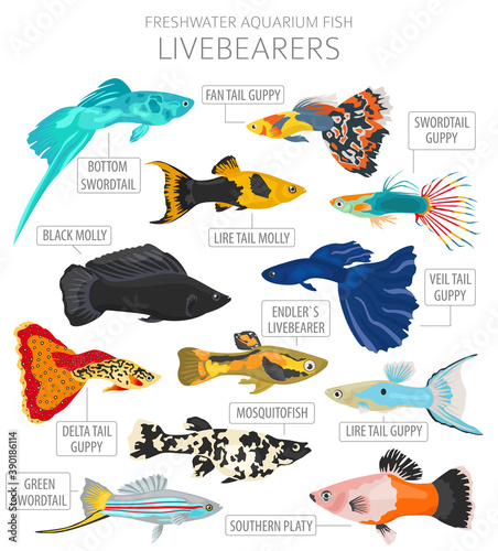 Livebearers fish. Freshwater aquarium fish icon set flat style isolated on white