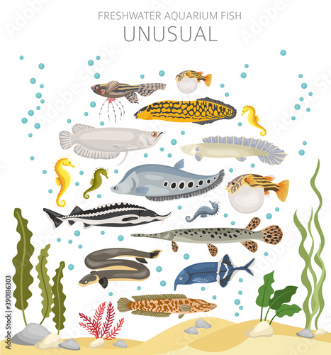 Unusual fish. Freshwater aquarium fish icon set flat style isolated on white