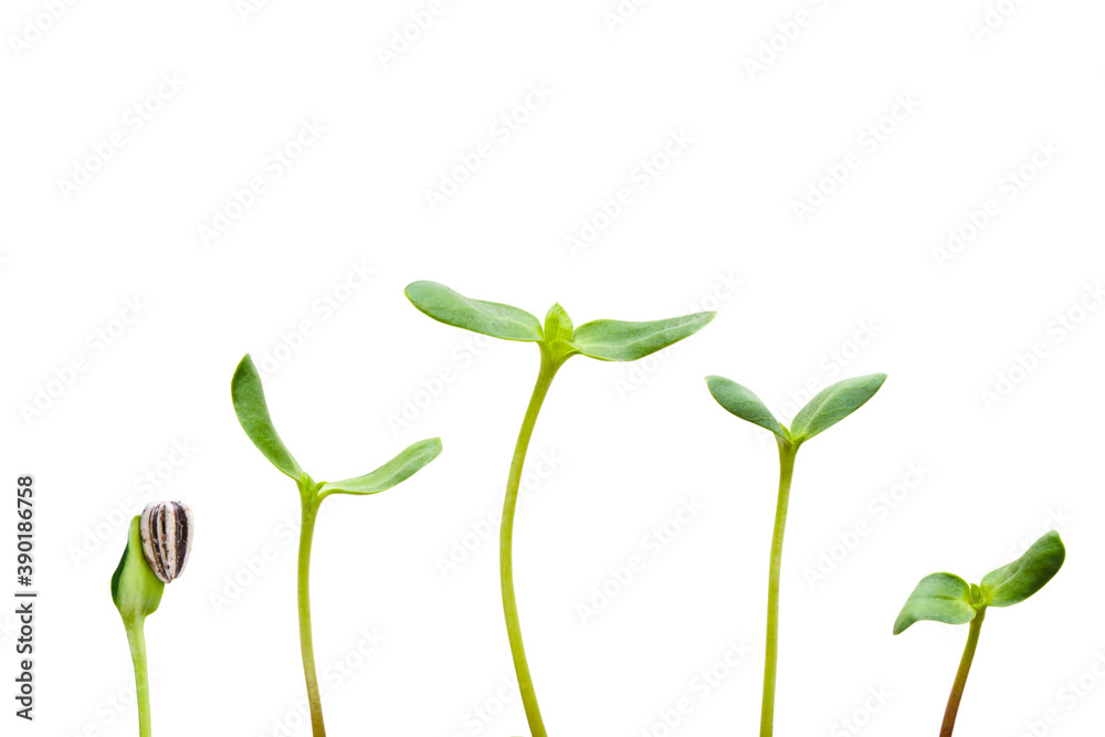 新芽 新芽
