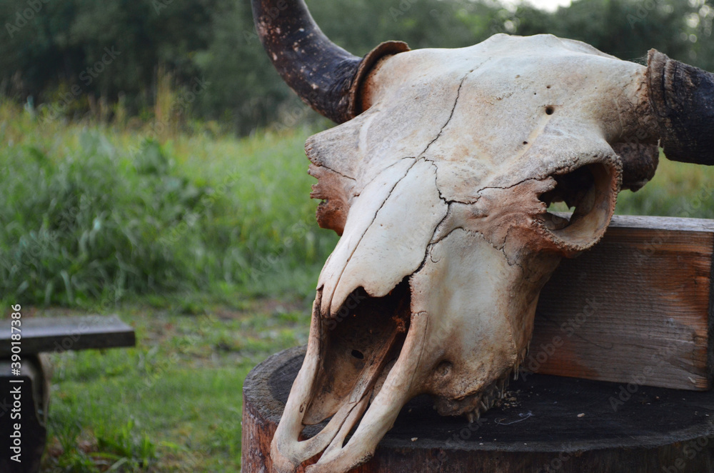Old bison skull with horn on the nature background. Design concept