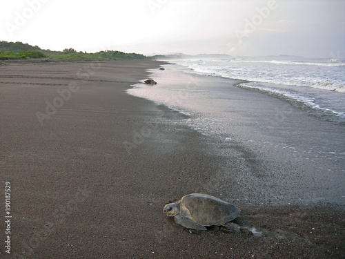 Several female specimens of the Olive ridley sea turtle (Lepidochelys olivacea) come out of the sea to spawn in a beach on the Pacific coast of Costa Rica.