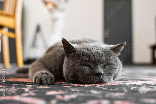 Obraz na plátne Gray chartreux cat with a yellow eyes sleeping on a carpet.
