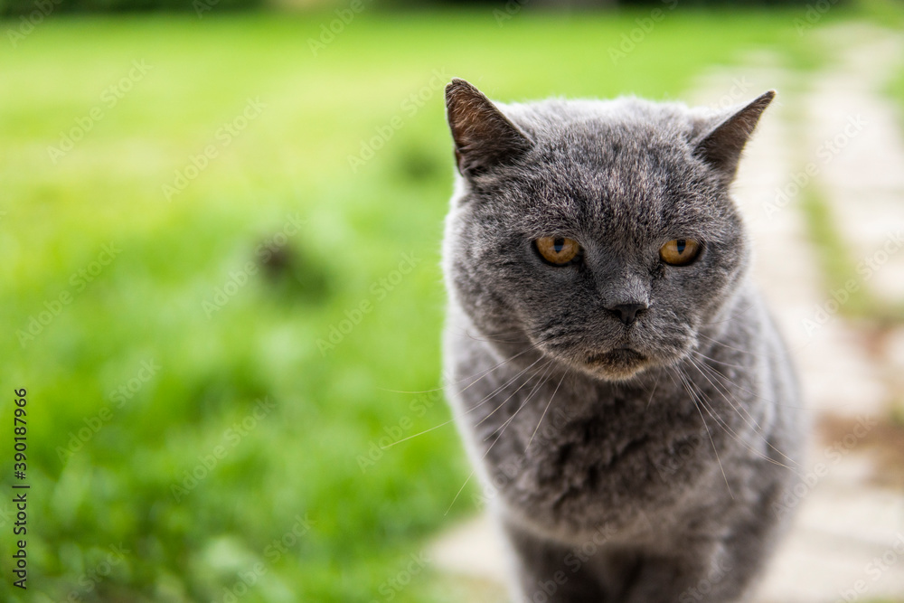 Gray chartreux cat with a yellow eyes sit outdoor.