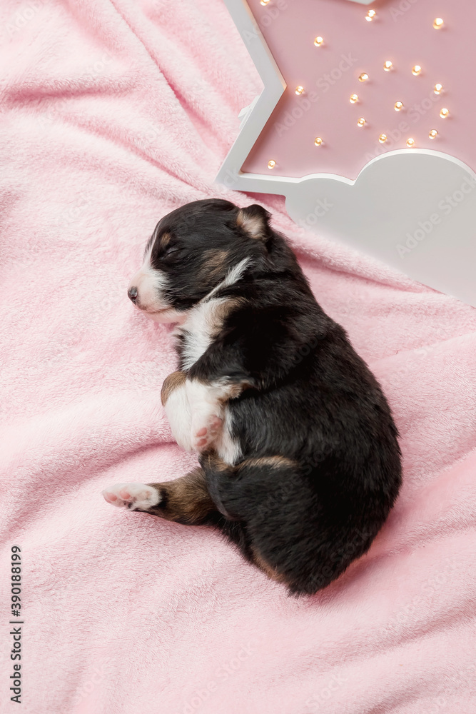 Newborn puppy. Australian Shepherd Puppy. Newborn puppy. Australian Shepherd Puppy.
