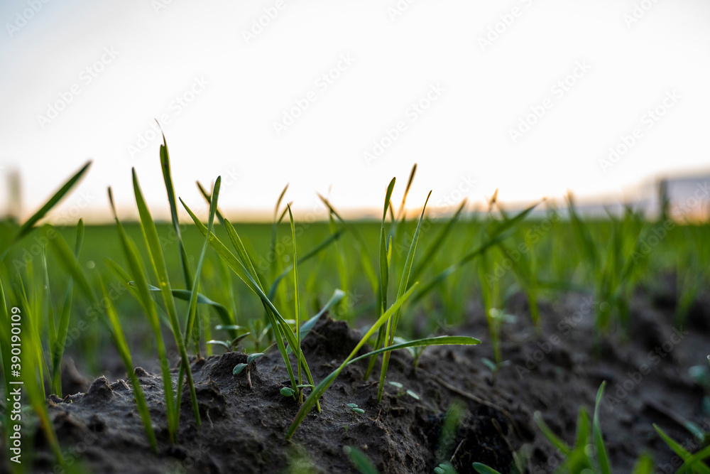 Close up young green wheat seedlings growing in a soil on a field in a sunset. Close up on sprouting rye agriculture on a field in sunset. Sprouts of rye. Wheat grows in chernozem planted in autumn. Close up young green wheat seedlings growing in a soil on a field in a sunset. Close up on sprouting rye agriculture on a field in sunset. Sprouts of rye. Wheat grows in chernozem planted in autumn.