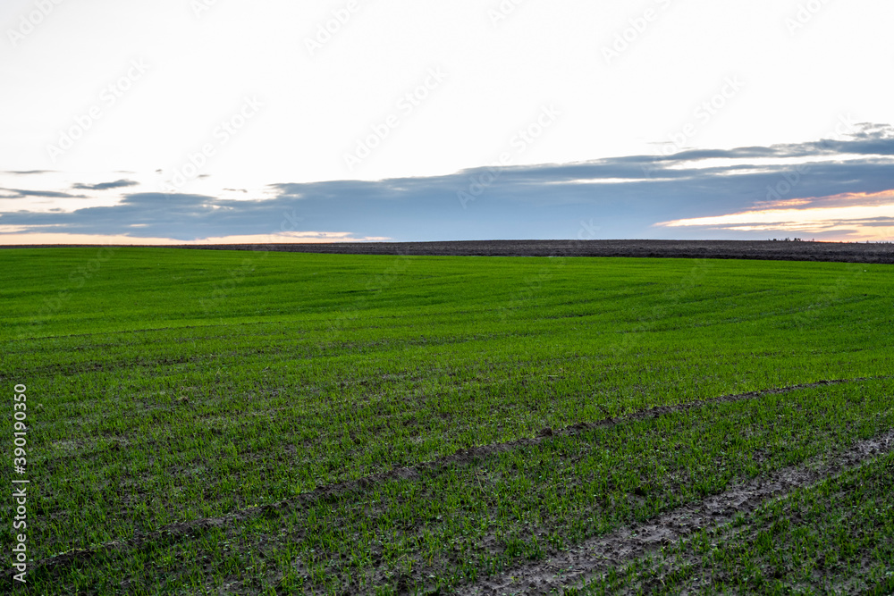 Landscape young wheat seedlings growing in a field. Green wheat growing in soil. Close up on sprouting rye agriculture on a field in sunset. Sprouts of rye. Wheat grows in chernozem planted in autumn.