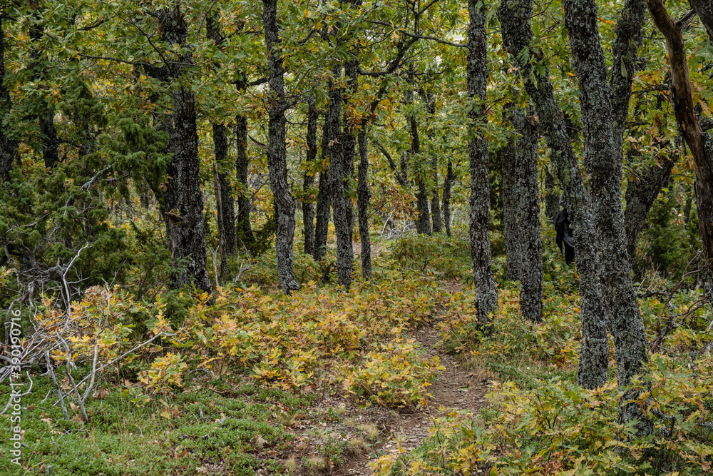 Fototapeta premium Sierra Norte de Guadalajara Natural Park, Cantalojas, Guadalajara, Spain