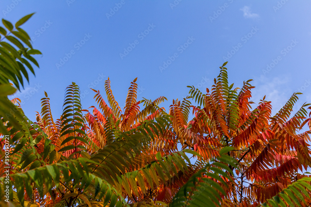 Staghorn sumac, Ornamental plant sumac deer horn vinegar tree