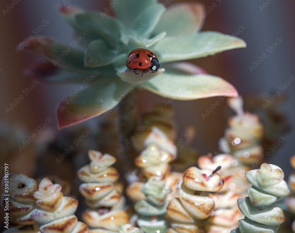 Fototapeta premium A red ladybug illuminated by morning light on the leaf of a succulent plant with dew droplets
