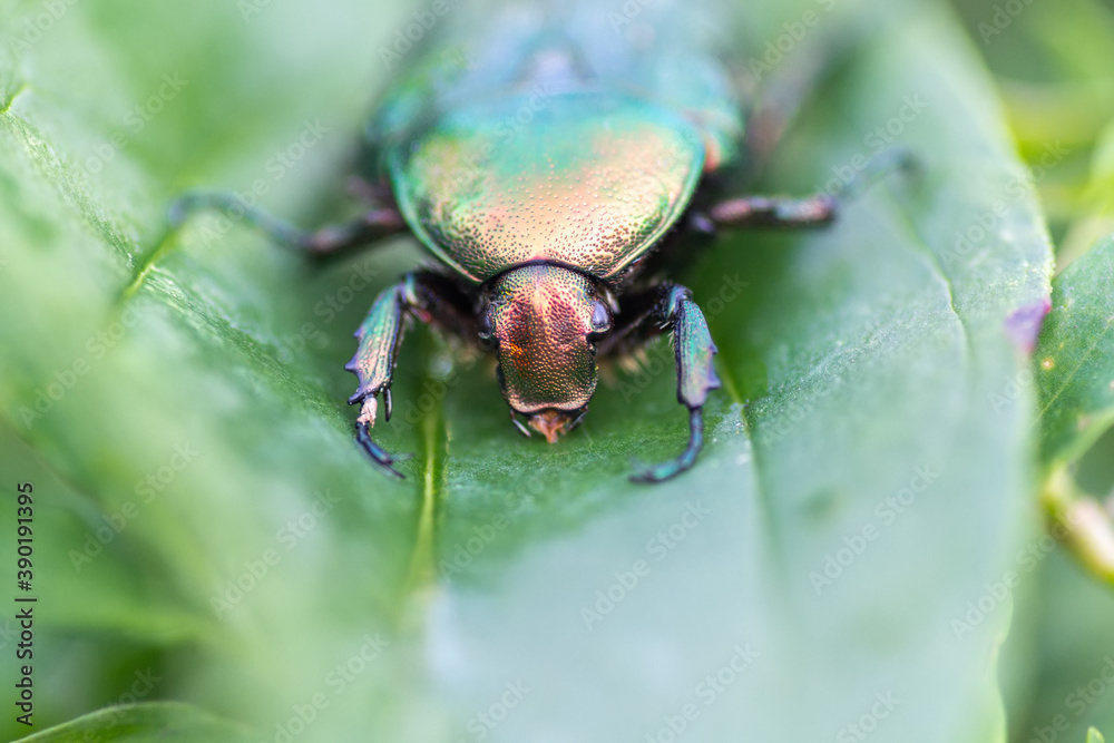Naklejka premium Jacket of roses or greenery of roses (Cetonia aurata)
