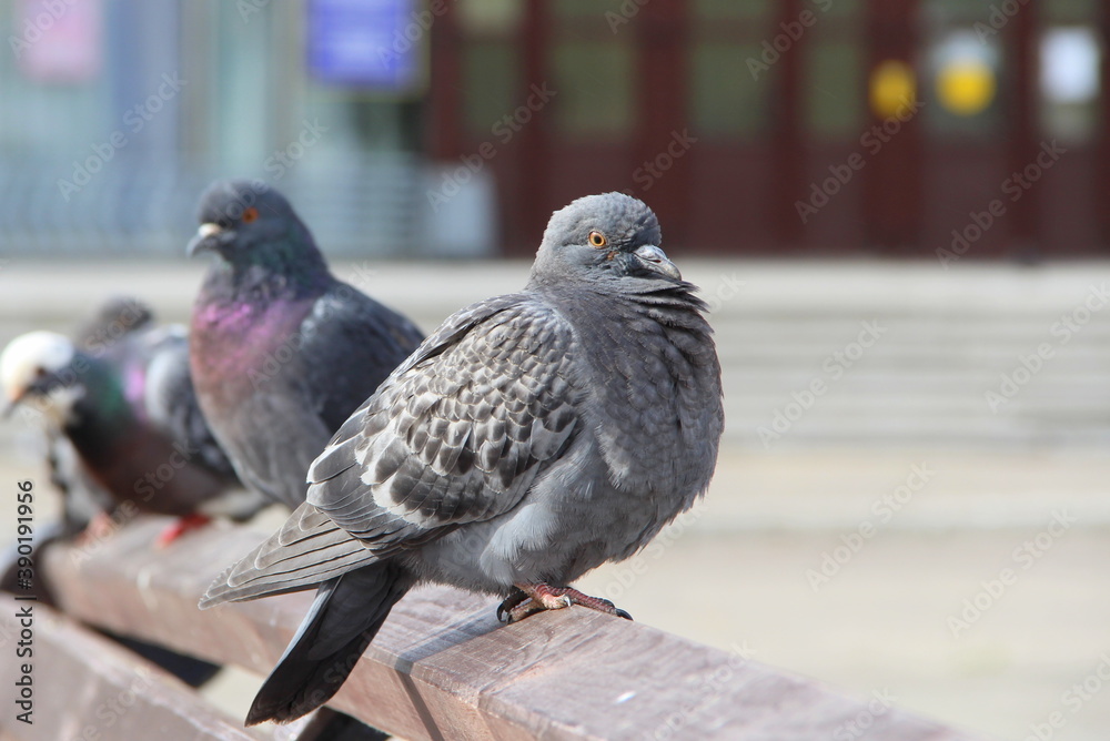 Obraz premium Two blue pigeons sit on a bench on a city street during the day illuminated by the sun and look into the camera.
