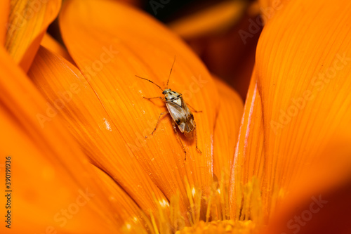 A beetle sits on a bright orange gazania flower macro © Provokator