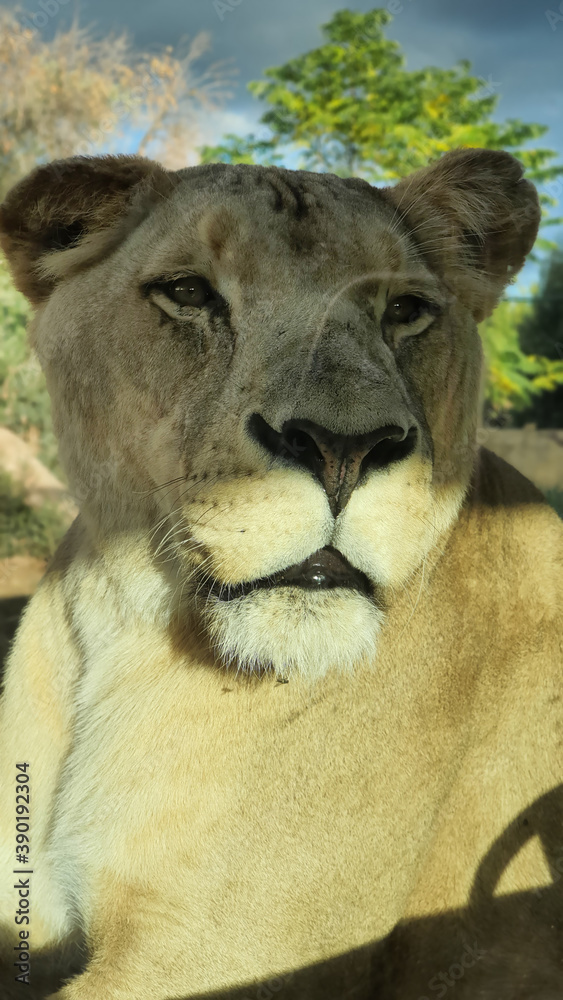 Naklejka premium lioness portrait eyes pride lion leo