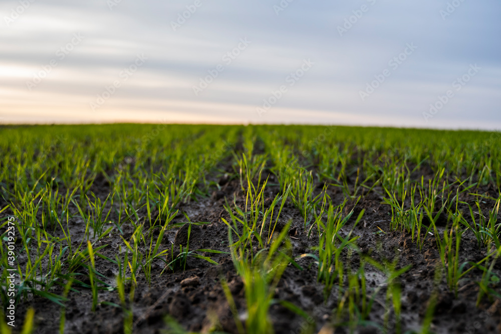 Fototapeta premium Close up young wheat seedlings growing in a field. Green wheat growing in soil. Close up on sprouting rye agriculture on a field in sunset. Sprouts of rye. Wheat grows in chernozem planted in autumn.