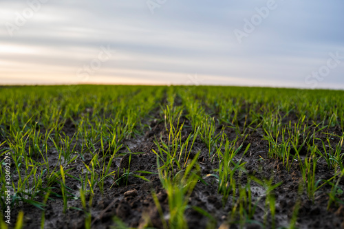 Close up young wheat seedlings growing in a field. Green wheat growing in soil. Close up on sprouting rye agriculture on a field in sunset. Sprouts of rye. Wheat grows in chernozem planted in autumn.