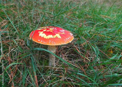 Toxic and hallucinogen mushroom Fly Agaric in grass on autumn forest background. Red poisonous Amanita Muscaria fungus macro close up in natural environment.