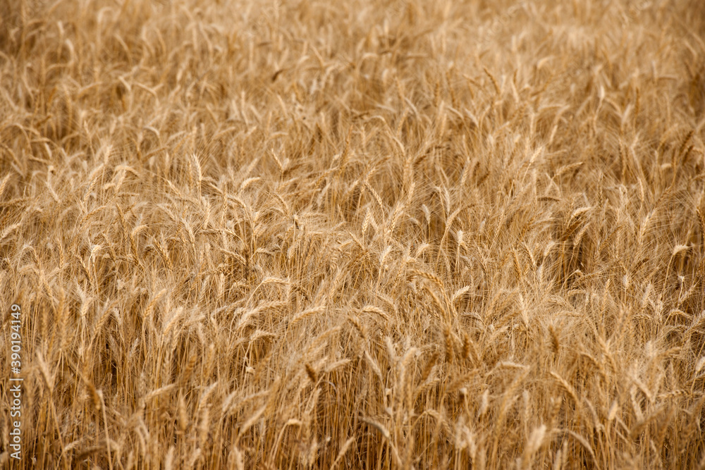 USA, South Dakota, Field of crop in summertime USA, South Dakota, Field of crop in summertime