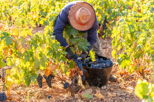 Foto Vines and harvesters cutting the grapes at harvest