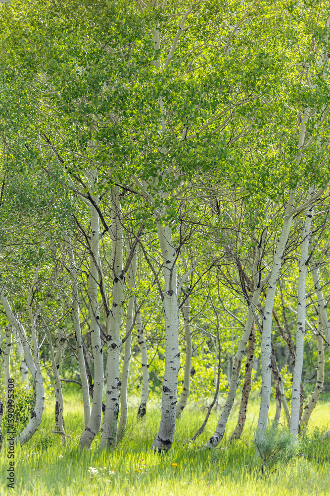 USA, Idaho, Sun Valley, Aspen trees growing in woodland USA, Idaho, Sun Valley, Aspen trees growing in woodland